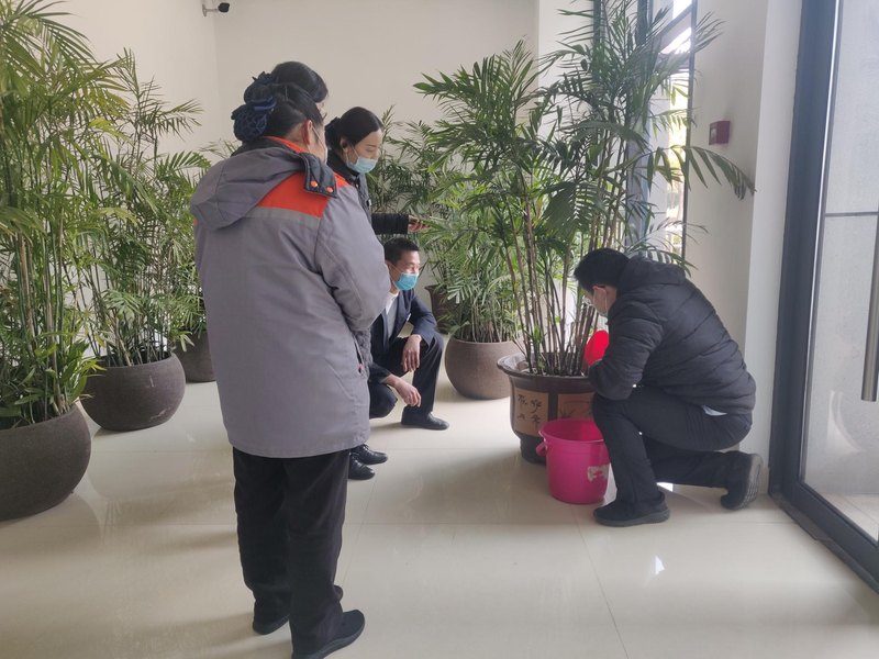 绿植搭配清洁服务，清新与整洁并存
